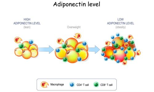 Adiponectine-level
